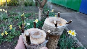 Прививка Инжира на Тутовник