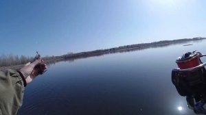 Первые окуни 2022. Black Adder Nano. Эстонский микроджиг))