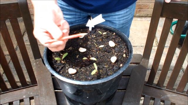 Best Beetroot (Beets) for growing in a pot update смотреть онлайн