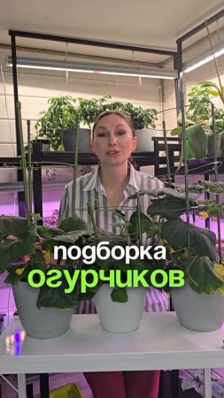 Сегодня у нас для вас подборка сочных, хрустящих огурчиков.