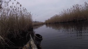 полювання на кабана охота на кабана boar hunting 2017 Wildschweinjagd