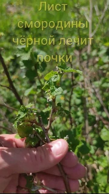 Лист чëрной смородины лечит почки, лёгкие и сердце! смотреть онлайн