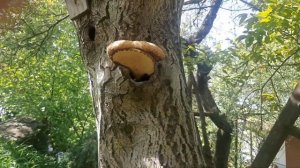 Трутовик чешуйчатый#грибы#грибыпаразиты#дача#орех#грибынадереве