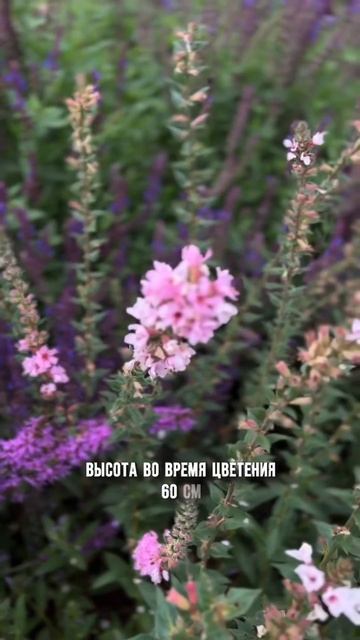 #дербенник #blush #garden #ландшафтныйдизайн #питомникрастений #nursery #flower #plant