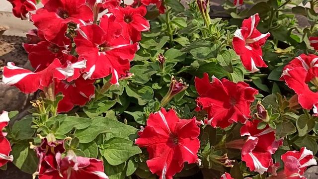Right way to grow and care petunia plant