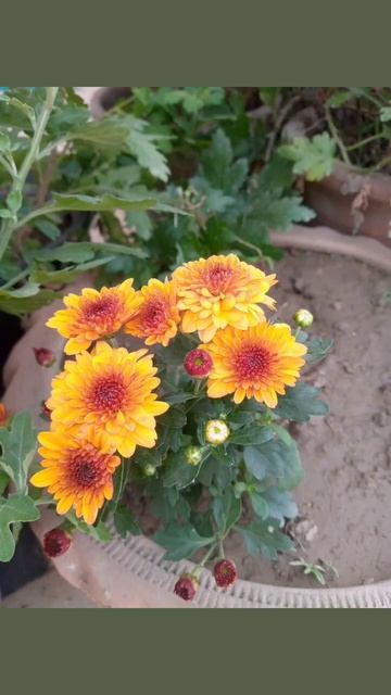 #gul e daoudi #shortsvideo #utubeshorts смотреть онлайн