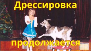 Дрессировка мошенников!
