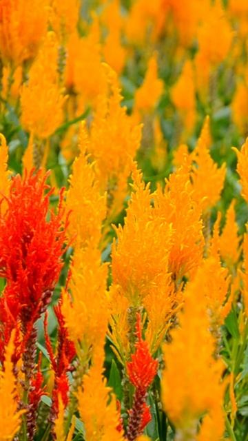 CELOSIA: Texture and color for your garden borders or beds смотреть онлайн