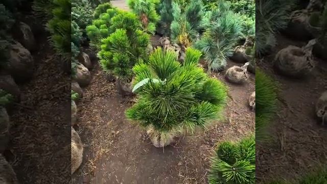 Сосна тунберга Баншошо смотреть онлайн