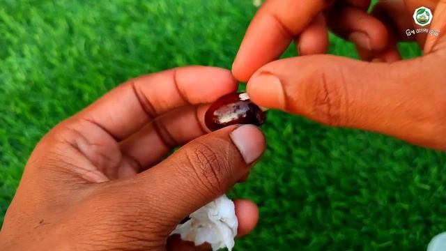 লিচুর বীজ থেকে চারা তৈরির নতুন কৌশল | লিচুর বিচি থেকে চারা | Lichu bij theke chara смотреть онлайн