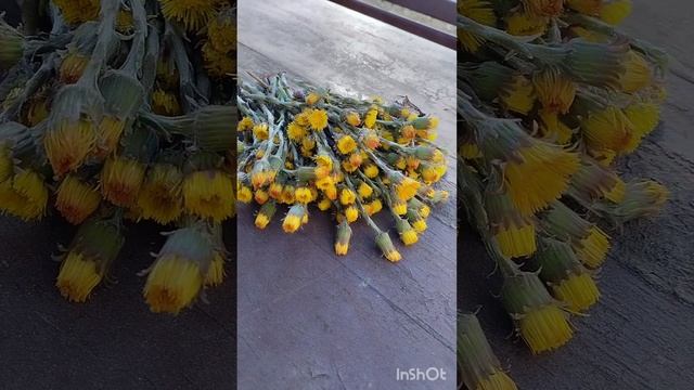Сбор мать- и -мачехи.