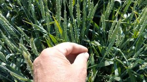 Оз пшеница сорт таня предшественник пшеница  20,052024 г