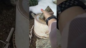 САД после зимы. кто не пережил ЗИМУ. ТИМЬЯН под укрытием. КОНИКА ОБГОРЕЛА.