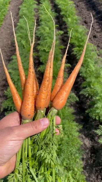 Морковь кесена f1 смотреть онлайн