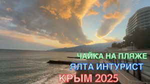 КРЫМ 2025 | ЯЛТА ИНТУРИСТ | ЧАЙКА НА ПЛЯЖЕ | | ОБСТАНОВКА В ЯЛТЕ | 15 ФЕВРАЛЯ ❤️🌊⛰🌴🏖🐬☀️