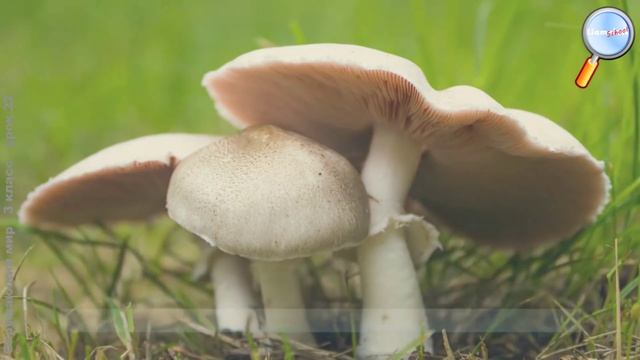 Окружающий мир