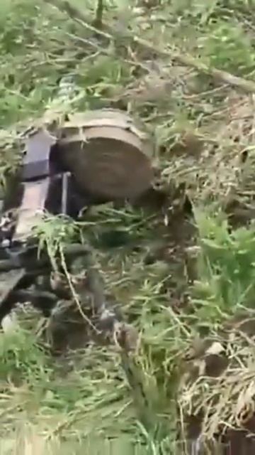 Спасение дикого зверя. смотреть онлайн