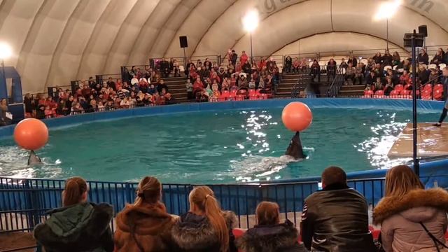 #22 Дельфинарий смотреть онлайн