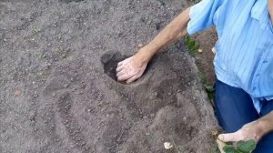 Как сажать клубнику.