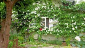 【Private Residence】Contrasting types of Two Private Rose Gardens in Saitama. #オープンガーデン #4K #斉藤邸 #遠藤