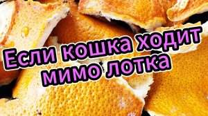 Если кошка ходит мимо лотка