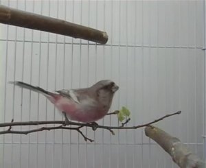 Завтрак урагуса