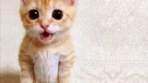 мемы с костей