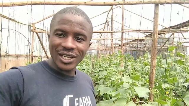 What to do to your cucumber 🥒 to produce more Flowers/Fruits and be free from diseases смотреть онлайн