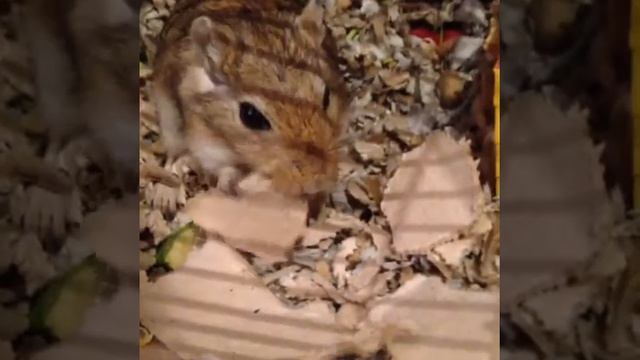 My Funny Mongolian gerbil(монгольская песчанка)