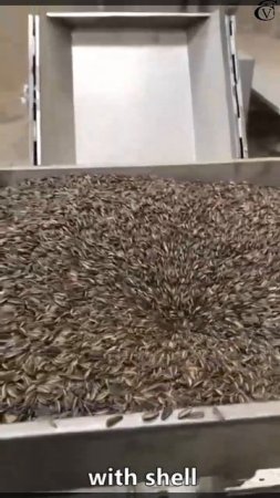 How to extract oil with a sunflower oil press machine？|Sunflower oil press machine