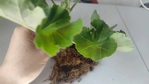 Укоренение пеларгонии во мхе сфагнуме. Эксперимент