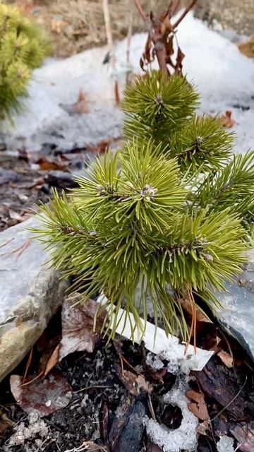 Pinus mugo «Grüne Welle»💚🌲💚 обзор карликовых горных сосен в моем саду, после зимы. 25.03.23. смотреть онлайн
