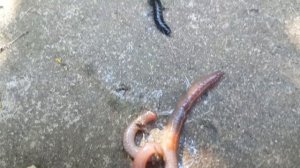 Личинка напала на дождевого червя и убила его