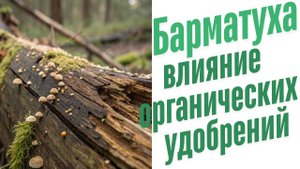 Влияние органических удобрений.
