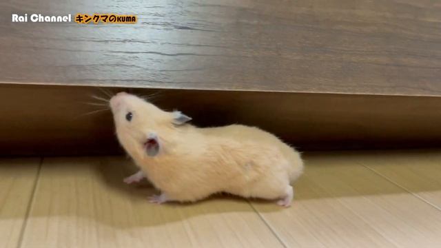 アイリスオーヤマハムスターキャリー紹介【おまけ映像】ハムスター部屋んぽ