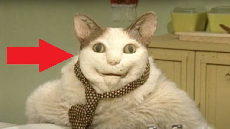 Мем коты.