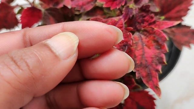 Beautiful Bright color Coleus ll how to grow смотреть онлайн