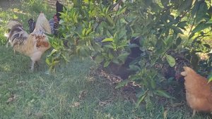 Куры купаются в земле