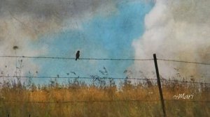 Margherita Pirri _ Le vent nous portera