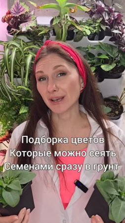 Цветы, которые можно сеять сразу в грунт