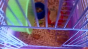 джунгарский хомячок Бусинка 💛