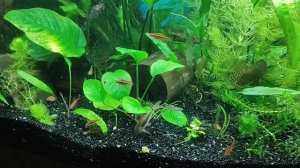 аквариум с растениями и корягами из дуба
