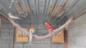 Красная розелла 🦜🦜