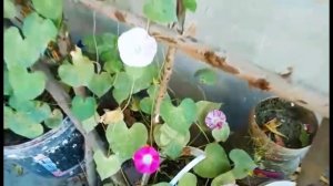 Most Beautiful & Amazing Morning glory vine flowers| ipomoea tricolor | Ipomoea Grandpa ott Arlequi