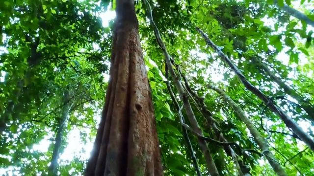 Berburu tanaman hias keladi di hutan || berburu dengan anjing pengawal _ Blacky 🐕. смотреть онлайн