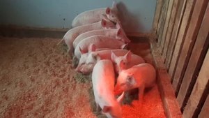 Содержание свиней на теплой подстилке,как все начиналось