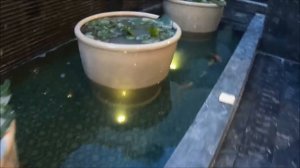 Pattaya Thailand fishes in Pratamnak soi 5. Centara Grand Hotel.