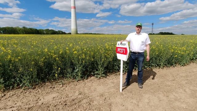 Pioneer Winterrapshybride PT271 смотреть онлайн