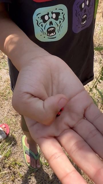 Abrin toxin. Rosary pea, Gunja pea, John crow peas. Arbus precatorius смотреть онлайн