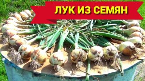 СЕМЕНА ЛУКА ВЗОЙДУТ БЫСТРЕЕ И ЛУЧШЕ. Сажаем лук на рассаду из семян.